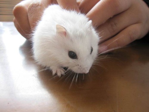 独特基因培育出的小鼠可以用来研究多动症